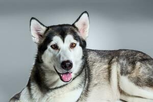 Alaska malamute Lügen und suchen beim das Kamera, kleben das Zunge aus, auf grau Hintergrund foto