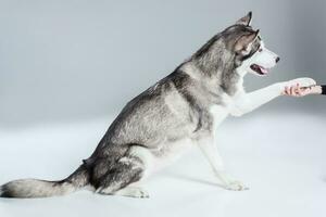 Alaska malamute Sitzung auf das Boden, geben Pfote, auf grau Hintergrund foto