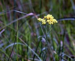 Gelb Kreuzkümmel. Helichrysum Arena, Zwerg ewig. Helichrysum Arena l ist ebenfalls bekannt wie Zwerg ewig, und wie Immortelle. foto