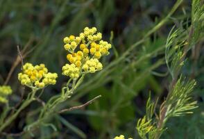 Gelb Kreuzkümmel. Helichrysum Arena, Zwerg ewig. Helichrysum Arena l ist ebenfalls bekannt wie Zwerg ewig, und wie Immortelle. foto