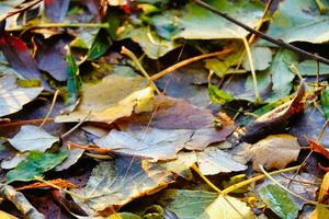 Herbstlaub auf dem Boden foto