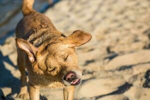 Labrador Retriever auf das Strand foto