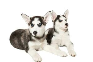 zwei wenig süß Hündchen von sibirisch heiser Hund mit Blau Augen isoliert foto