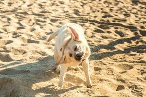 Labrador Retriever Hund auf Strand. Labrador schüttelt aus Wasser foto