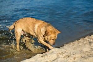 Labrador Retriever Hund auf Strand. rot Retriever graben Grube foto