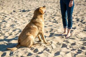 jung weiblich Ausbildung Labrador Retriever Hund auf das Strand foto
