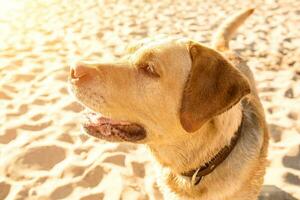 Labrador Retriever auf das Strand. Sonne Fackel foto