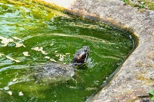 ein Schildkröte Schwimmen im ein Teich mit Grün Wasser foto