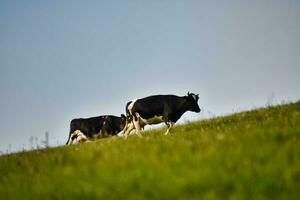 zwei Kühe Gehen auf ein grasig Hügel foto