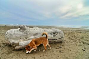 ein Hund ist Stehen Nächster zu ein hölzern Skulptur foto