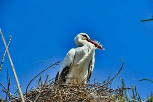 Weiß Storch mit ein rot Schnabel auf oben von ein Nest foto