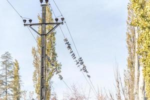Tauben in einer elektrischen Post foto