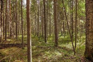 schön Landschaft von Kiefer Wald im Sommer- Tag. das hoch Bäume von das Kiefer Bäume wachsend im das alt Wald. foto