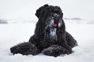 Black Terrier liegt auf dem weißen Schnee