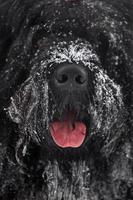 Maulkorb großer zottiger schwarzer Terrier foto