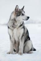 Husky Welpe sitzt im Schnee foto