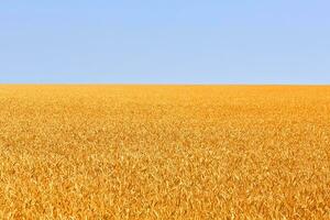 Hintergrund von Reifung von Gelb Weizen Feld auf das Blau Himmel Hintergrund. Natur Foto. foto