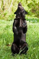 schwarzer Labrador Retriever foto