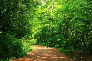 Ruhe unter üppig Laub und sonnendurchflutet Wald foto