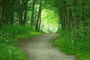 still Wald Weg ein Tag von Abenteuer durch üppig Laub und Grün Landschaft foto