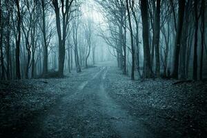 still neblig Morgen im ein nebelig Wald foto