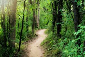 das Weg nach vorne im ein still Regenwald üppig Laub, Grün Bäume, und Ruhe inmitten Natur foto