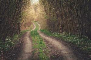 ein still Pfad durch ein sonnendurchflutet Wald foto