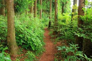 still Regenwald üppig Laub im ein altes Wachstum Wald foto