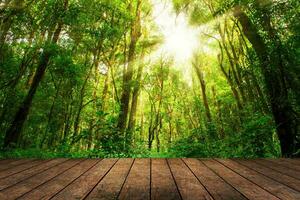 still sonnendurchflutet Wald Pfad durch üppig Grün Wald foto