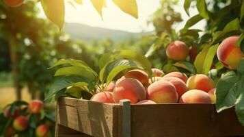 frisch gepflückt Pfirsich Obst von Garten platziert im das Boxen. generativ ai foto