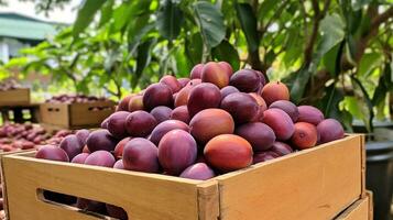 frisch gepflückt batako Pflaume Obst von Garten platziert im das Boxen. generativ ai foto