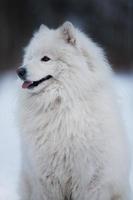 weißer Hund sitzt und starrt in die Ferne foto