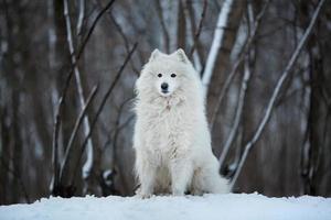 großer Hund sitzt auf dem Schnee foto