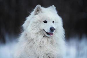 zotteliger Hund sitzt auf dem Schnee foto