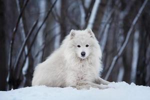 großer Hund liegt im Winter auf Schnee