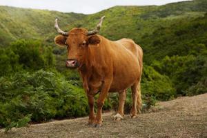 rote Kuh mit krummen Hörnern auf der Weide foto