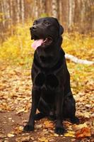 schwarzer Labrador, der zwischen den gefallenen Blättern sitzt foto