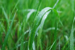 grünes Gras mit Wassertropfen auf der Oberfläche foto