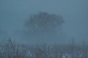 Winter Nebel Schnee foto