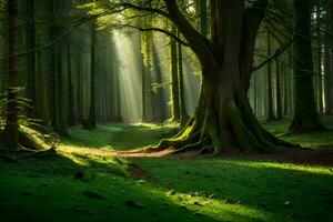 ein Pfad durch ein Wald mit Sonnenlicht leuchtenden durch das Bäume. KI-generiert foto