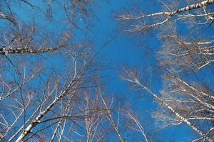 Birkenstämme gegen den klaren Himmel foto