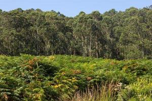 Vegetation in der Region Galicien, Spanien foto