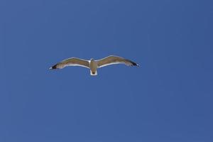 Möwe, Vogel, der normalerweise auf See ist. foto