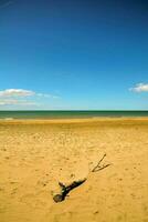 ein Strand mit ein Baum auf es und ein Blau Himmel foto