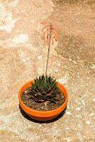ein klein Pflanze im ein klein Topf auf das Boden foto