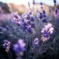 Lavendel Blumen im das Sonne ai generativ foto