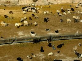 ein groß Gruppe von Schaf und Ziegen im ein Gehege foto