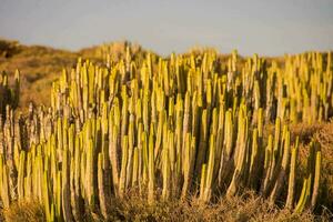 Kaktus Pflanzen im das Wüste mit Gelb Blätter foto