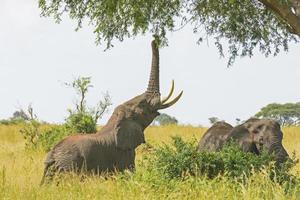 Elefant, der Nahrung von einem Akazienbaum bekommt foto
