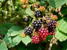 Reife Brombeeren in einem Garten - Nahaufnahme foto